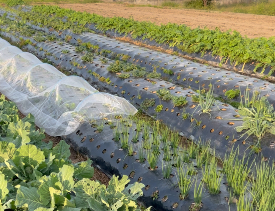 肥料なしでも野菜が元気に育つ理由